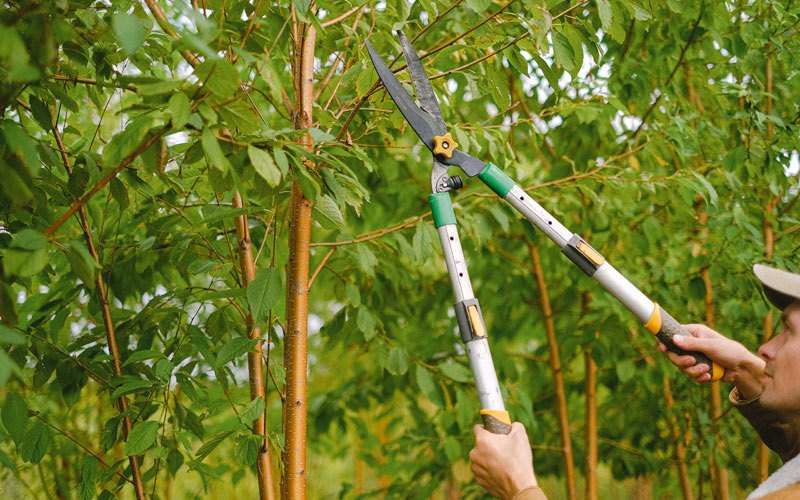 Tree trimming in Mason City, NE